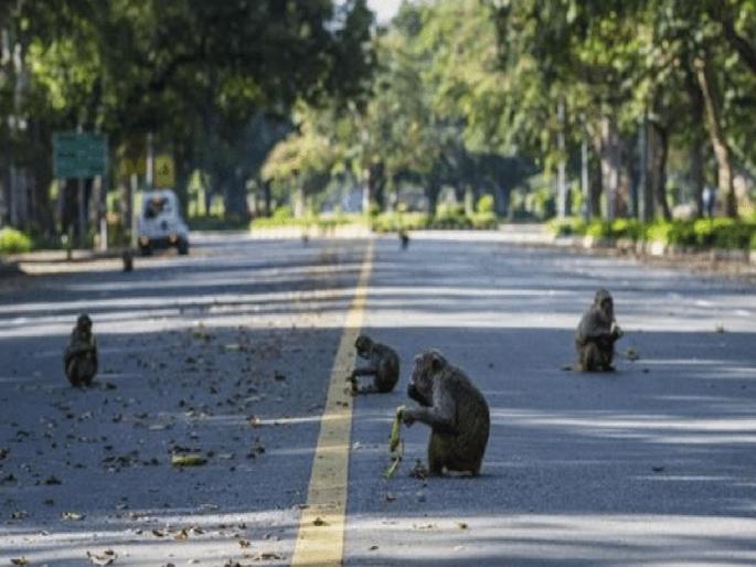 Autorickshaw overturns while rescuing monkey; One passenger including monkey dies, six injured | वानराला वाचवताना ऑटोरिक्षा उलटला; वानरासह एका प्रवाशाचा मृत्यू, सहा जखमी
