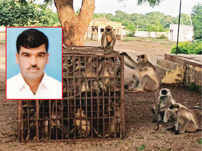 Cultivated ancestral arts; 'He' cages the babbling monkeys separately | वडिलोपार्जित कला जोपासली; धुडगूस घालणाऱ्या वानरांना 'तो' अलगद अडकवतो पिंजऱ्यात Cultivated ancestral arts; 'He' cages the babbling monkeys separately | वडिलोपार्जित कला जोपासली; धुडगूस घालणाऱ्या वानरांना 'तो' अलगद अडकवतो पिंजऱ्यात