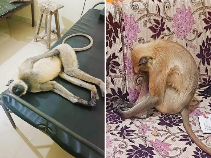 It became such a struggle that 'they' would enter the clinic every day, sleep on the bed, and leave within an hour | वानर रोज क्लिनिकमध्ये घुसायचे, बेडवर झोपायचे; पण एके दिवशी घरात घुसले अन्... It became such a struggle that 'they' would enter the clinic every day, sleep on the bed, and leave within an hour | वानर रोज क्लिनिकमध्ये घुसायचे, बेडवर झोपायचे; पण एके दिवशी घरात घुसले अन्...