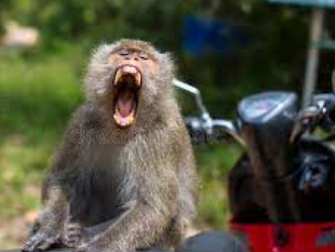 One killed after monkey jumps on motorcycle; The back seat was saved by the helmet | वानराने मोटरसायकलवर उडी मारल्याने एक ठार; मागे बसलेला हेल्मेेटमुळे बचावला One killed after monkey jumps on motorcycle; The back seat was saved by the helmet | वानराने मोटरसायकलवर उडी मारल्याने एक ठार; मागे बसलेला हेल्मेेटमुळे बचावला
