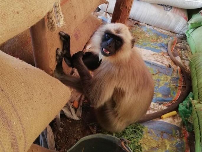 Three students injured in monkey attack, one serious | माकडांच्या हल्ल्यात तीन विद्यार्थी जखमी, एक गंभीर Three students injured in monkey attack, one serious | माकडांच्या हल्ल्यात तीन विद्यार्थी जखमी, एक गंभीर