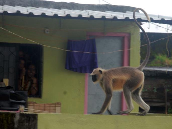 Wandering around the city; Curly for children | वानरजोड्यांची शहरभर भटकंती; बाळगोपाळांना कुतुहल Wandering around the city; Curly for children | वानरजोड्यांची शहरभर भटकंती; बाळगोपाळांना कुतुहल
