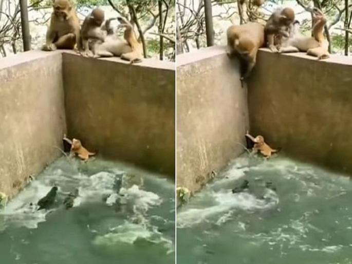 monkey trapped in crocodile group rescued by mother | मगरींच्या घोळक्यात सापडलं माकडं, मगरी फडशा पाडणारच इतक्यात...पाहुन होईल थरकाप monkey trapped in crocodile group rescued by mother | मगरींच्या घोळक्यात सापडलं माकडं, मगरी फडशा पाडणारच इतक्यात...पाहुन होईल थरकाप
