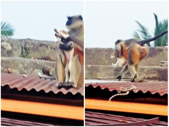 monkeys are killing dogs puppies maharashtra beed so far killed 250 puppies | सुडाने पेटली वानरे; महिनाभरात २५० कुत्र्यांच्या पिलांचा घेतला बळी monkeys are killing dogs puppies maharashtra beed so far killed 250 puppies | सुडाने पेटली वानरे; महिनाभरात २५० कुत्र्यांच्या पिलांचा घेतला बळी