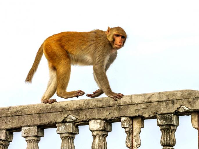wild monkey attack rampages police to take action against monkeys see details crime news in Japan | Monkey Attack: पोलीस आता चोरांचा नव्हे तर माकडांचा शोध घेणार, जाणून घ्या प्रकरण wild monkey attack rampages police to take action against monkeys see details crime news in Japan | Monkey Attack: पोलीस आता चोरांचा नव्हे तर माकडांचा शोध घेणार, जाणून घ्या प्रकरण