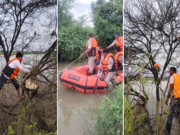 20 monkeys stuck in flood for 14 days; NDRF team rushed, but they didn't come close, finally... | Latur: १४ दिवसांपासून २० माकडे पुरात अडकली; NDRFची टीम धावली, पण ते जवळ येईनात...