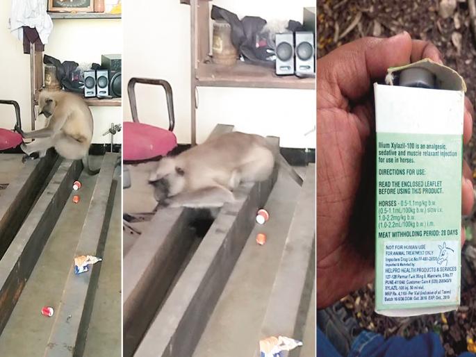 anesthesia injection is out of date and the forest department is dumb; Where is the rescue team to help the monkey? | भुलीचे इंजेक्शन कालबाह्य अन् वन विभागाला गुंगी; माकडाच्या मदतीसाठी रेस्क्यू टीम कुठेय? anesthesia injection is out of date and the forest department is dumb; Where is the rescue team to help the monkey? | भुलीचे इंजेक्शन कालबाह्य अन् वन विभागाला गुंगी; माकडाच्या मदतीसाठी रेस्क्यू टीम कुठेय?