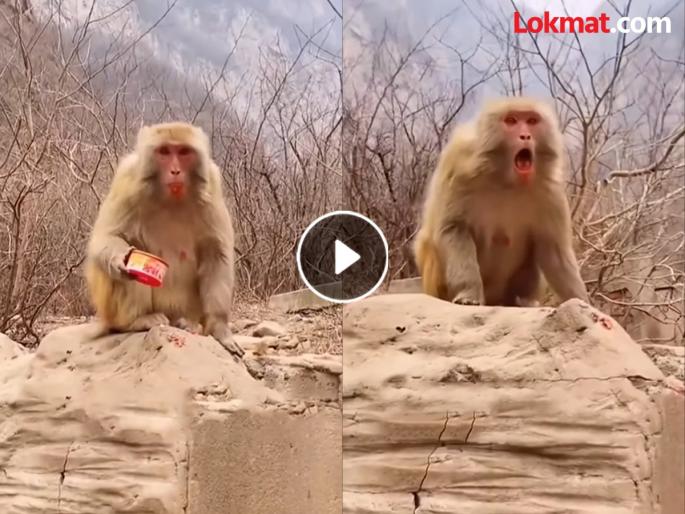 Monkey ate red chilli thinking it was carrot pudding see what happen next | VIDEO : गाजराचा हलवा समजून माकडानं खाल्ली लाल मिरची, बघा कशी झाली त्याची हालत!