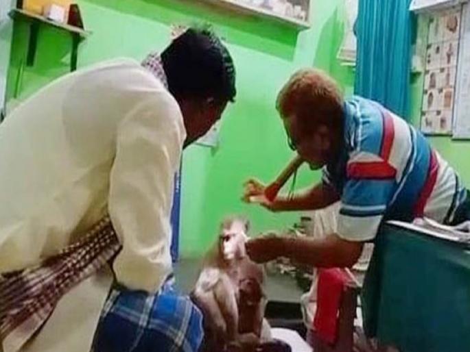 Monkey hospital for treatment of piglets in Bihar | पिलावरील उपचारासाठी माकडीण दवाखान्यात! उपचारानंतर ठोकली धूम Monkey hospital for treatment of piglets in Bihar | पिलावरील उपचारासाठी माकडीण दवाखान्यात! उपचारानंतर ठोकली धूम