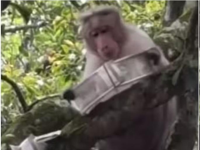 Monkey grabs bundle of notes, climbs tree and scatters Rs 500-500 notes, video goes viral | माकडाच्या हाती लागलं नोटांचं बंडल, झाडावर चढून केली ५००-५०० रुपयांच्या नोटांची उधळण, व्हिडीओ व्हायरल Monkey grabs bundle of notes, climbs tree and scatters Rs 500-500 notes, video goes viral | माकडाच्या हाती लागलं नोटांचं बंडल, झाडावर चढून केली ५००-५०० रुपयांच्या नोटांची उधळण, व्हिडीओ व्हायरल