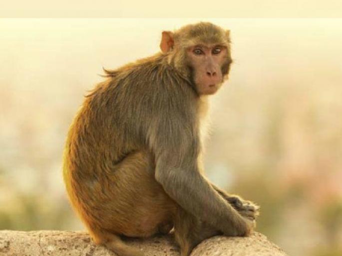 A monkey attacked a moving train on Tapola road in Mahabaleshwar taluka satara Husband killed, wife injured | Satara: चालत्या गाडीवर माकडाची झडप; पती ठार, पत्नी जखमी A monkey attacked a moving train on Tapola road in Mahabaleshwar taluka satara Husband killed, wife injured | Satara: चालत्या गाडीवर माकडाची झडप; पती ठार, पत्नी जखमी