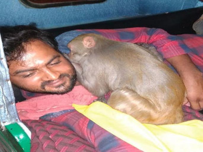 The drunken drunk bar in the bar of liquor, the presence of the attendants removed | दारूच्या नशेत माकडाचा बारमध्ये धुमाकूळ, उपस्थितांनी काढला पळ The drunken drunk bar in the bar of liquor, the presence of the attendants removed | दारूच्या नशेत माकडाचा बारमध्ये धुमाकूळ, उपस्थितांनी काढला पळ