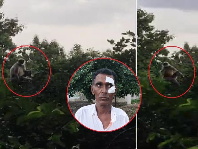 Terror of monkey in Umri; Training stopped, forest staff who came for security injured | उमरीत पिसाळलेल्या वानराची दहशत; प्रशिक्षण बंद, बंदोबस्तासाठी आलेला वन कर्मचारी जखमी Terror of monkey in Umri; Training stopped, forest staff who came for security injured | उमरीत पिसाळलेल्या वानराची दहशत; प्रशिक्षण बंद, बंदोबस्तासाठी आलेला वन कर्मचारी जखमी
