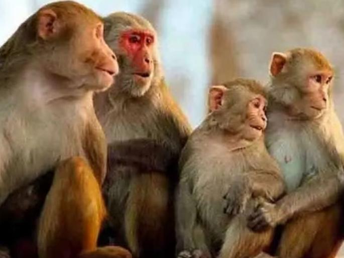6-year-old girl saved from being raped by monkeys, slapped Isma, who forced her | ६ वर्षांच्या मुलीला माकडांनी बलात्काराची शिकार होण्यापासून वाचवले, जबरदस्ती करणाऱ्या इसमाला फटकावले 6-year-old girl saved from being raped by monkeys, slapped Isma, who forced her | ६ वर्षांच्या मुलीला माकडांनी बलात्काराची शिकार होण्यापासून वाचवले, जबरदस्ती करणाऱ्या इसमाला फटकावले