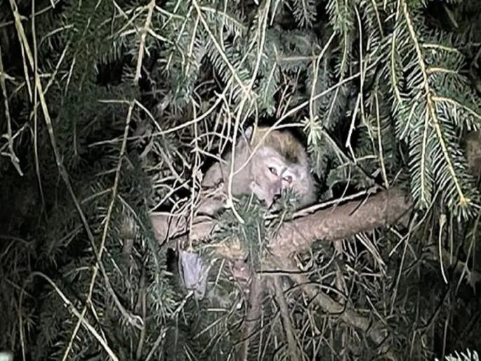 America | 4 monkeys escaped while being taken to the laboratory; Police warn not to go near those monkeys | प्रयोगशाळेत नेताना 4 माकडे पळाली; माकडांच्या जवळ न जाण्याचा पोलिसांचा इशारा