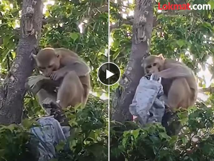 prayagraj up monkey snatched bundle of rs 50000 and showered rs 500 notes viral video | पैसाच पैसा! माकडाने पळवली ५० हजारांची बॅग; झाडावर चढला, केला ५०० रुपयांच्या नोटांचा वर्षाव prayagraj up monkey snatched bundle of rs 50000 and showered rs 500 notes viral video | पैसाच पैसा! माकडाने पळवली ५० हजारांची बॅग; झाडावर चढला, केला ५०० रुपयांच्या नोटांचा वर्षाव