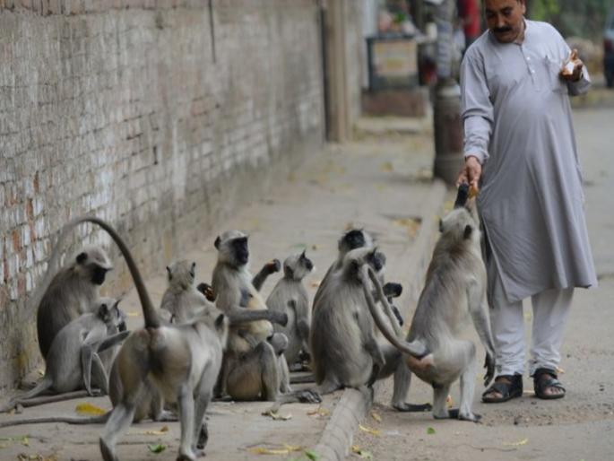 In the hands of the monkey ... | माकडाच्या हाती कोलीत दिले तर... In the hands of the monkey ... | माकडाच्या हाती कोलीत दिले तर...