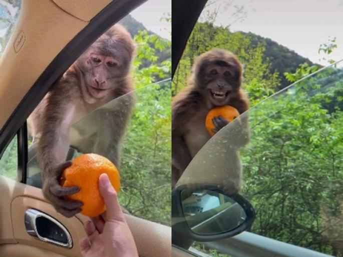 Monkey won many heart by his smile, said thank you for orange-SRJ | ‘मिलियन डॉलर स्माइल पाहिलीय का?’, त्या माकडाला पाहून तुम्हीही व्हाल फिदा Monkey won many heart by his smile, said thank you for orange-SRJ | ‘मिलियन डॉलर स्माइल पाहिलीय का?’, त्या माकडाला पाहून तुम्हीही व्हाल फिदा