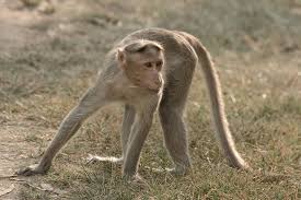 Injured monkey dies in Rahimatpur | रहिमतपुरात जखमी वानराचा मृत्यू Injured monkey dies in Rahimatpur | रहिमतपुरात जखमी वानराचा मृत्यू