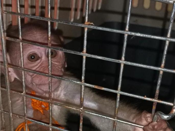 in kalyan rescue the baby monkey with the help of animal friends | प्राणी मित्रांच्या मदतीने माकडाच्या पिल्लाची सुटका in kalyan rescue the baby monkey with the help of animal friends | प्राणी मित्रांच्या मदतीने माकडाच्या पिल्लाची सुटका