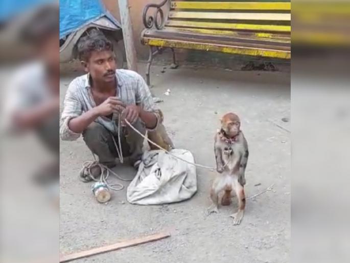 Rescue of two monkeys from Madari's clutches due to the promptness of animal lovers | प्राणीमित्रांच्या तत्परतेमुळे मदाऱ्याच्या तावडीतून दोन माकडांची सुटका Rescue of two monkeys from Madari's clutches due to the promptness of animal lovers | प्राणीमित्रांच्या तत्परतेमुळे मदाऱ्याच्या तावडीतून दोन माकडांची सुटका