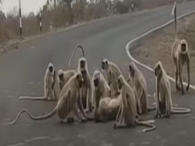 Monkeys in Konkan will also be sterilized | कोकणातील वानर, माकडांचेही होणार निर्बिजीकरण Monkeys in Konkan will also be sterilized | कोकणातील वानर, माकडांचेही होणार निर्बिजीकरण