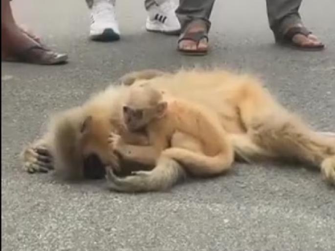 Assam Monkey Viral Video: Baby monkey cried on dead of his mother, see VIDEO | आई ती आईच..! मृत आईला बिलगून माकडाचं पिल्लू ढसाढसा रडलं, पाहा VIDEO Assam Monkey Viral Video: Baby monkey cried on dead of his mother, see VIDEO | आई ती आईच..! मृत आईला बिलगून माकडाचं पिल्लू ढसाढसा रडलं, पाहा VIDEO