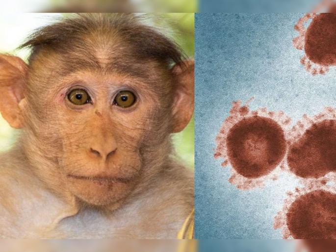 China reports first human death from Monkey B Virus. All you need to know | Monkey B Virus: चीनमध्ये आढळला नवा व्हायरस, नोंदवला गेला पहिला मृत्यू; जाणून घ्या खतरनाक व्हायरसची लक्षणं! China reports first human death from Monkey B Virus. All you need to know | Monkey B Virus: चीनमध्ये आढळला नवा व्हायरस, नोंदवला गेला पहिला मृत्यू; जाणून घ्या खतरनाक व्हायरसची लक्षणं!