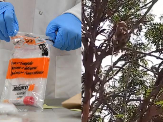 Bizarre incident in Meerut: Monkeys run away with Corona test samples svg | Corona Virus : माकडानं उडवलीय नागरिकांची झोप; कोरोना टेस्ट सॅम्पल घेऊन काढलाय पळ! Bizarre incident in Meerut: Monkeys run away with Corona test samples svg | Corona Virus : माकडानं उडवलीय नागरिकांची झोप; कोरोना टेस्ट सॅम्पल घेऊन काढलाय पळ!