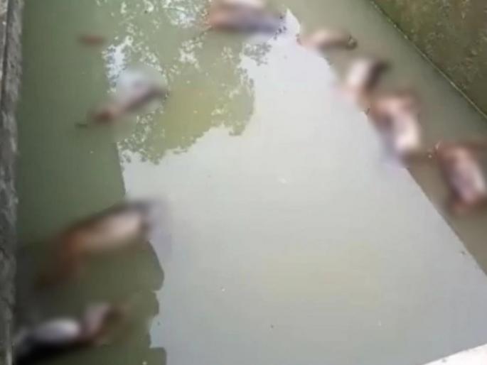 13 monkeys found dead in water tank in assam, locals suspect poisoning | मन विषण्ण करणारी घटना; पाण्याच्या टाकीत 13 माकडं मृतावस्थेत, विषप्रयोगाचा संशय 13 monkeys found dead in water tank in assam, locals suspect poisoning | मन विषण्ण करणारी घटना; पाण्याच्या टाकीत 13 माकडं मृतावस्थेत, विषप्रयोगाचा संशय