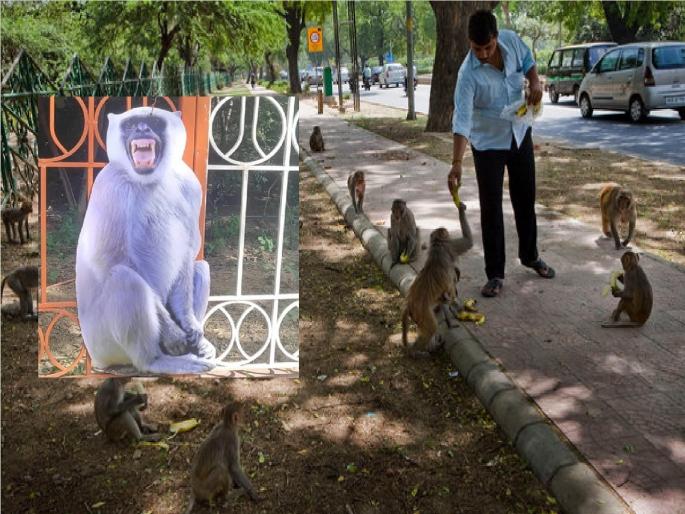 G20: Deployment of monkey noisemakers in Delhi; Decision due to G20 | राजधानी दिल्लीत माकडांचा आवाज काढणाऱ्यांची तैनाती; G20 मुळे निर्णय, कारण काय..? G20: Deployment of monkey noisemakers in Delhi; Decision due to G20 | राजधानी दिल्लीत माकडांचा आवाज काढणाऱ्यांची तैनाती; G20 मुळे निर्णय, कारण काय..?