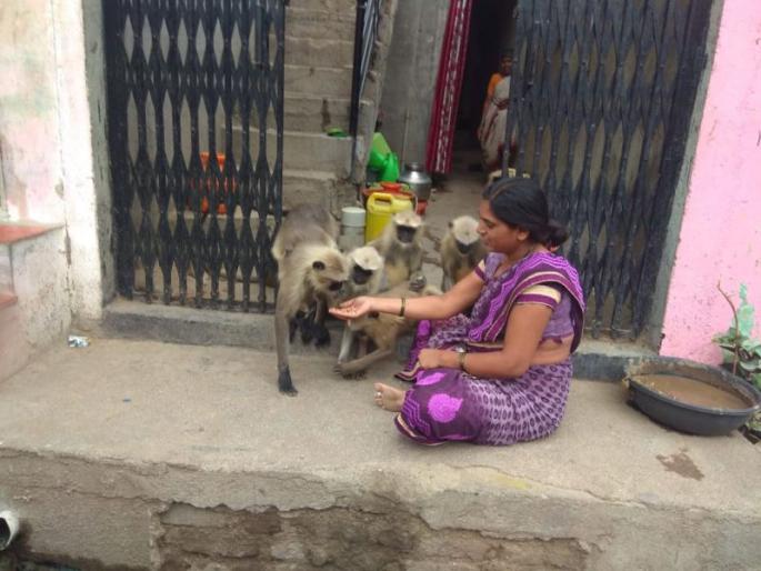 Women Feeding food to hungry monkeys | ‘त्या’ भरवितात भुकेल्या माकडांना हाताने अन्न Women Feeding food to hungry monkeys | ‘त्या’ भरवितात भुकेल्या माकडांना हाताने अन्न