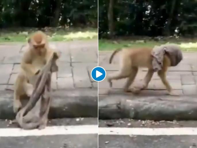 Viral video of a monkey wearing face mask has left the internet in splits | माकडालाही कोरोनाची धास्ती; मास्क घातलेला व्हिडीओ सोशल मीडियावर तुफान व्हायरल Viral video of a monkey wearing face mask has left the internet in splits | माकडालाही कोरोनाची धास्ती; मास्क घातलेला व्हिडीओ सोशल मीडियावर तुफान व्हायरल