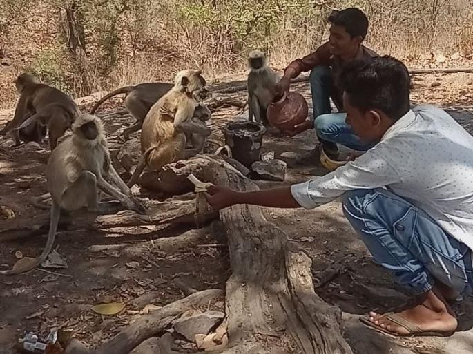 Monkeys in katepurna wildlife sanctury familiar to wildlife activists | काटेपूर्णा अभयारण्यातील माकडांना लागला वन्यजीवप्रेमींंचा लळा Monkeys in katepurna wildlife sanctury familiar to wildlife activists | काटेपूर्णा अभयारण्यातील माकडांना लागला वन्यजीवप्रेमींंचा लळा