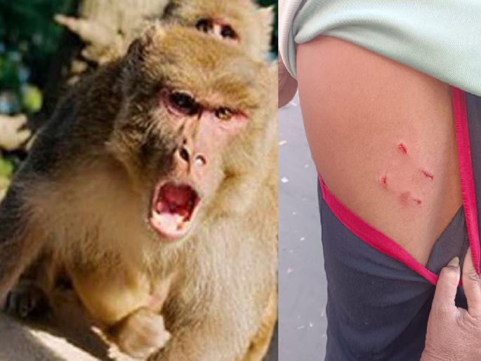 Puppy lost in rickshaw accident, monkey attacks and damages; Two people were bitten in Satara | Satara: रिक्षा अपघातात पिल्लु गेले, माकडाने हल्ले करून नुकसान केले; दोन जणांचा घेतला चावा Puppy lost in rickshaw accident, monkey attacks and damages; Two people were bitten in Satara | Satara: रिक्षा अपघातात पिल्लु गेले, माकडाने हल्ले करून नुकसान केले; दोन जणांचा घेतला चावा