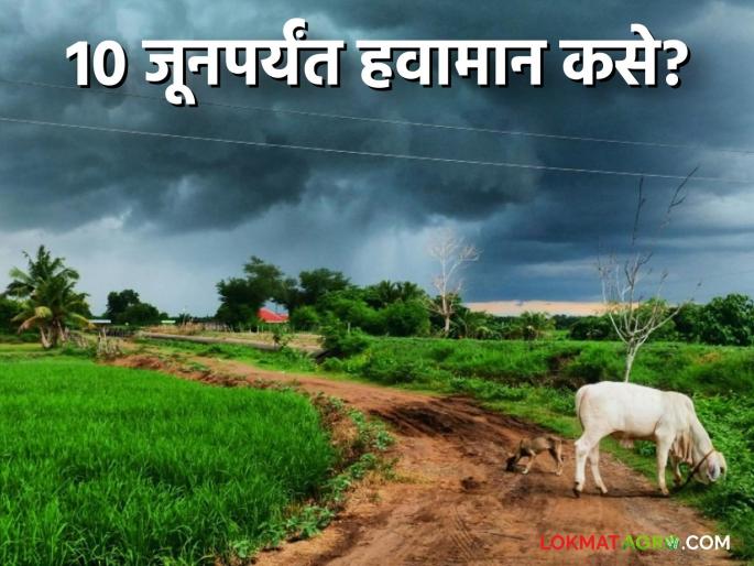 Latest News Monsoon Update How will weather and rainfall be in maharashtra for next ten days | Monsoon Update : राज्यात येत्या दहा जूनपर्यंत हवामान कसे राहील? पाऊस होईल का?