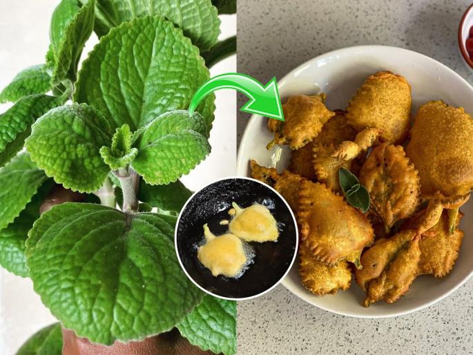 Monsoon season special, a must-have dish, crispy and delicious pakoda, the aroma of ova is amazing | पावसाळा म्हणजे ओव्याच्या पानांची भजी हवीच, कुरकुरीत आणि खमंग, ओव्याचा सुगंध म्हणजे अहाहा!!