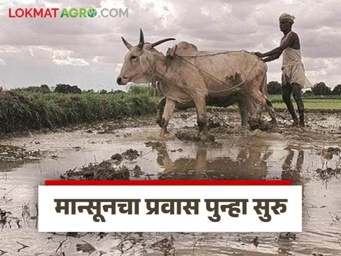 Latest News Maharashtra Rain How much rain has fallen till June 16 or see rainfall for the next week | Maharashtra Rain : 16 जूनपर्यंत किती पाऊस झाला? पुढील आठवडाभर पाऊस कसा असेल? Latest News Maharashtra Rain How much rain has fallen till June 16 or see rainfall for the next week | Maharashtra Rain : 16 जूनपर्यंत किती पाऊस झाला? पुढील आठवडाभर पाऊस कसा असेल?
