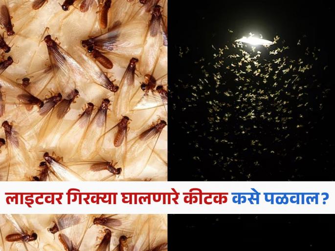 How to stop insects around lights in rainy season | पावसाळ्यात घोळका करून लाइटभोवती फिरणाऱ्या कीटकांना वैतागलात? वाचा पळवण्याचे सोपे उपाय...