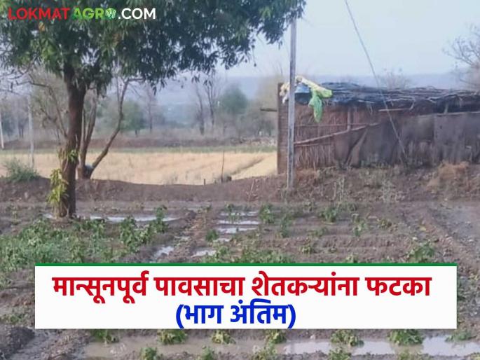 latest news Avakali Paus: Pre-monsoon rains cause power outages in Karanja taluka, crop damage Read in detail | Avakali Paus: मान्सूनपूर्व पावसाचा थैमान! कारंजा तालुक्यात वीज खंडित, पिकांचे नुकसान वाचा सविस्तर