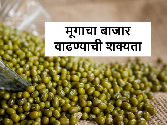 Moog price: The market price of mung bean will rise due to decrease in sowing | Moog Price: मुगाच्या बाजारभावाला झळाळी, पेरा घटल्याने भविष्यात वाढणार बाजारभाव Moog price: The market price of mung bean will rise due to decrease in sowing | Moog Price: मुगाच्या बाजारभावाला झळाळी, पेरा घटल्याने भविष्यात वाढणार बाजारभाव