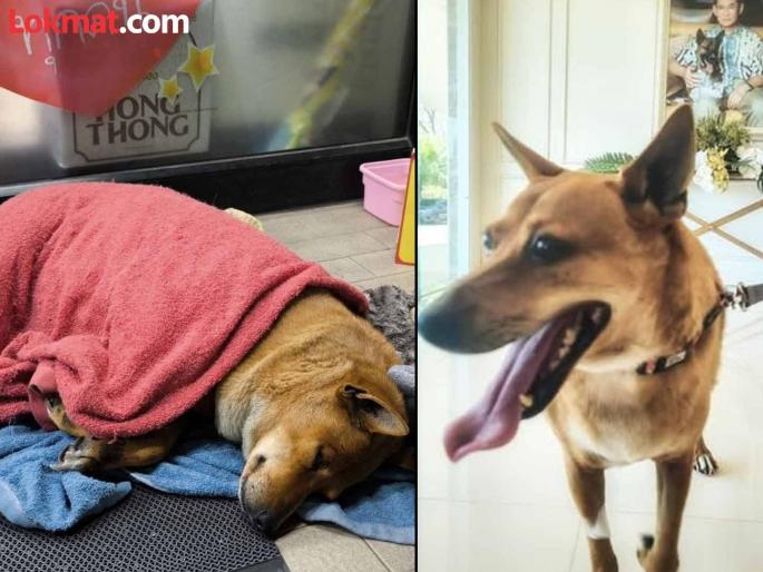 Thailand princess adopts dog who mourned dead owner outside store for weeks | मरण पावलेल्या मालकाची वाट बघणाऱ्या श्वानाला राजकुमारीनं घेतलं दत्तक, फॅन्स खूश!