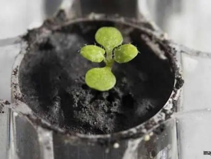 Farming on Moon is possible. Scientists grow plants in lunar soil | चंद्रावर शेती आता शक्य होणार? वैज्ञानिकांनी उगवले चंद्रावर रोपटे