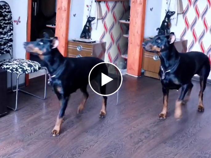 dog copies Michel Jackson do moon walk video goes viral on social media | चक्क मायकल जॅक्सनला कॉपी केलं या श्वानाने, असा ऐटीत करतोय मुन वॉक की नेटकरीही चकित