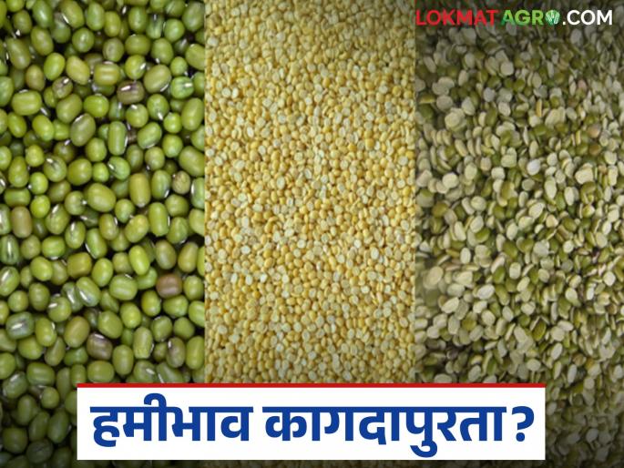 latest news Moong Market: Guaranteed price only on paper; Farmers' moong sold at half price Read in detail | Moong Market : हमीभाव कागदापुरता; शेतकऱ्यांचा मूग अर्ध्या दरानेच विक्रीला वाचा सविस्तर latest news Moong Market: Guaranteed price only on paper; Farmers' moong sold at half price Read in detail | Moong Market : हमीभाव कागदापुरता; शेतकऱ्यांचा मूग अर्ध्या दरानेच विक्रीला वाचा सविस्तर