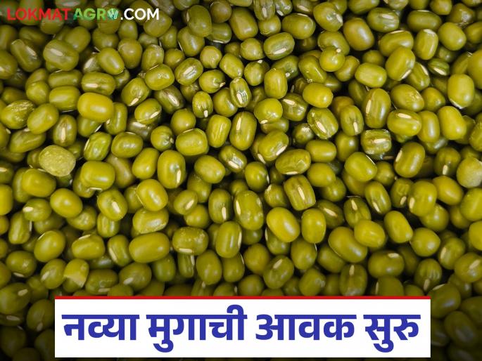 New arrival of moong has started in Ahilyanagar market; How were the prices in the last 5 days? | अहिल्यानगर बाजारात नवीन मुगाची आवक सुरू; मागील ५ दिवस कसे राहिले दर?