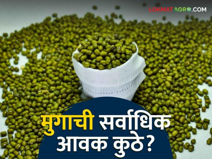 Moong Bajar Bhav : Highest arrival of moong in Jalkot market; Read the price in detail | Moong Bajar Bhav : जळकोट बाजारात मुगाची सर्वाधिक आवक; काय भाव मिळाला ते वाचा सविस्तर Moong Bajar Bhav : Highest arrival of moong in Jalkot market; Read the price in detail | Moong Bajar Bhav : जळकोट बाजारात मुगाची सर्वाधिक आवक; काय भाव मिळाला ते वाचा सविस्तर