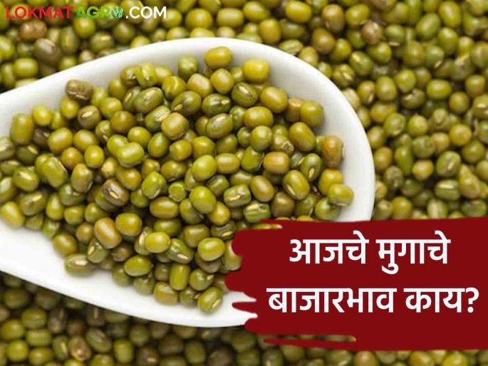 Moong Bajar Bhav : Highest arrival of moong in Karanja market; Read in detail  | Moong Bajar Bhav : पहिल्या माळेला कारंजा बाजारात मुगाची सर्वाधिक आवक; काय मिळाला दर ते वाचा सविस्तर  Moong Bajar Bhav : Highest arrival of moong in Karanja market; Read in detail  | Moong Bajar Bhav : पहिल्या माळेला कारंजा बाजारात मुगाची सर्वाधिक आवक; काय मिळाला दर ते वाचा सविस्तर