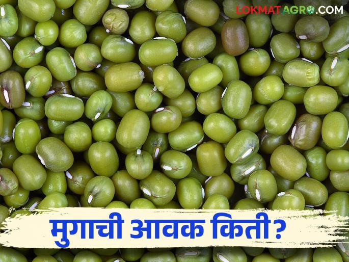 Moong Bajar Bhav : Where was the maximum arrival of moong; Read the price in detail | Moong Bajar Bhav : मुगाची सर्वाधिक आवक कुठे झाली; काय भाव मिळाला ते वाचा सविस्तर Moong Bajar Bhav : Where was the maximum arrival of moong; Read the price in detail | Moong Bajar Bhav : मुगाची सर्वाधिक आवक कुठे झाली; काय भाव मिळाला ते वाचा सविस्तर