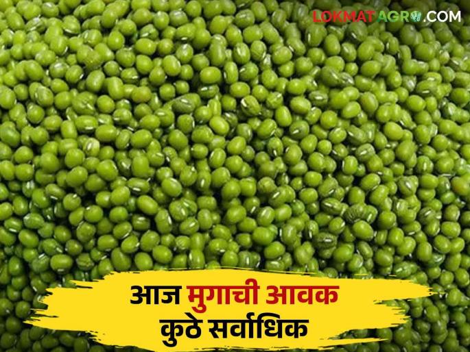 Moong Bajar Bhav : Latur's market has the highest arrival of green moong; Read in detail what price he got | Moong Bajar Bhav : लातुरच्या बाजारात हिरव्या मुगाची आवक सर्वाधिक; त्याला काय भाव मिळाला ते वाचा सविस्तर Moong Bajar Bhav : Latur's market has the highest arrival of green moong; Read in detail what price he got | Moong Bajar Bhav : लातुरच्या बाजारात हिरव्या मुगाची आवक सर्वाधिक; त्याला काय भाव मिळाला ते वाचा सविस्तर